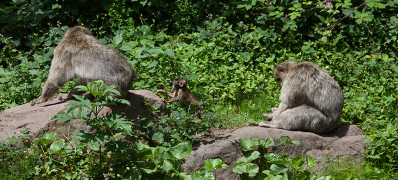 Barbary macaque @ Montagne des SingesJune 08, 201214