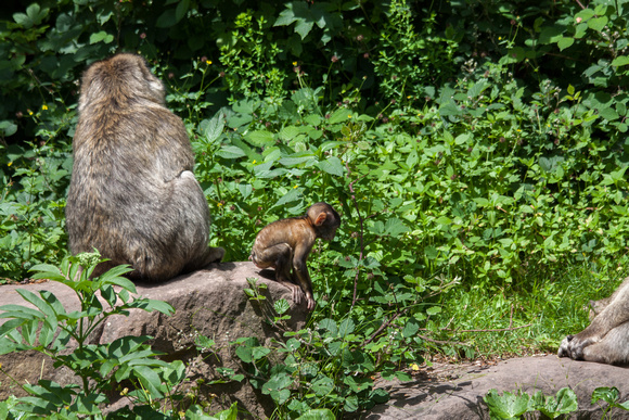 Barbary macaque @ Montagne des SingesJune 08, 201216