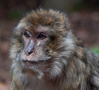 Barnaby Macaque