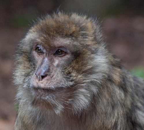Barbary macaque @ Montagne des SingesJune 08, 20121
