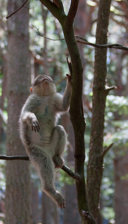 Barbary macaque @ Montagne des SingesJune 08, 20124