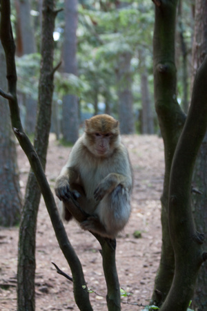 Barbary macaque @ Montagne des SingesJune 08, 20125