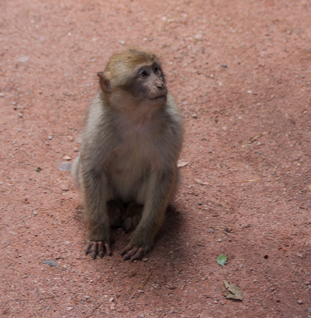 Barbary macaque @ Montagne des SingesJune 08, 20126
