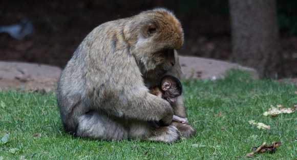 Barbary macaque @ Montagne des SingesJune 08, 20127