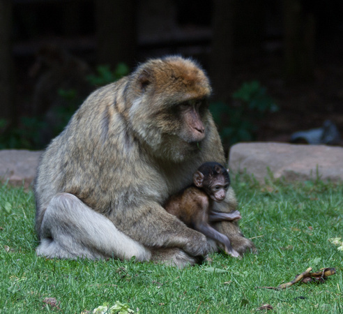 Barbary macaque @ Montagne des SingesJune 08, 20128