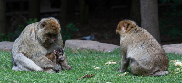Barbary macaque @ Montagne des SingesJune 08, 20129