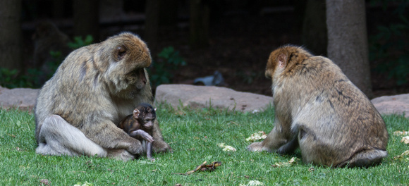Barbary macaque @ Montagne des SingesJune 08, 201210