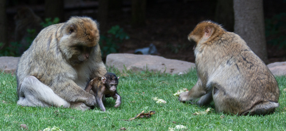 Barbary macaque @ Montagne des SingesJune 08, 201211