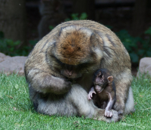 Barbary macaque @ Montagne des SingesJune 08, 201212