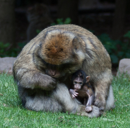Barbary macaque @ Montagne des SingesJune 08, 201213