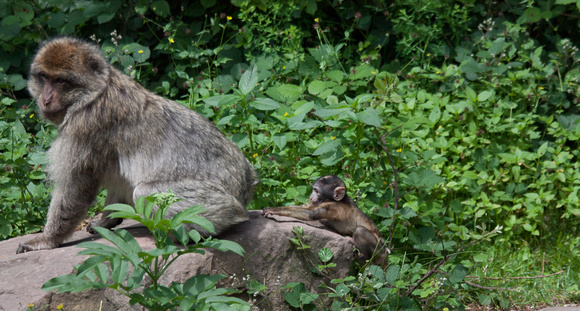 Barbary macaque @ Montagne des SingesJune 08, 201215