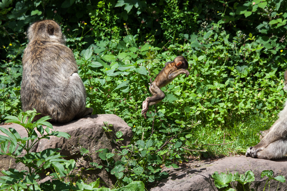 Barbary macaque @ Montagne des SingesJune 08, 201217