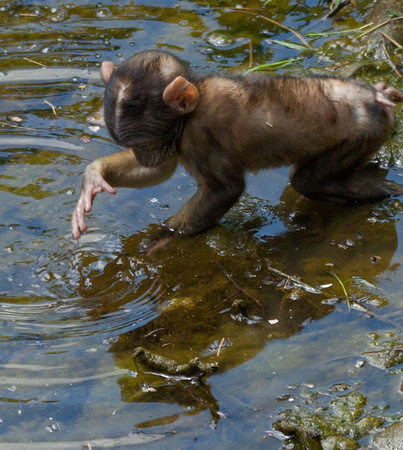 Barbary macaque @ Montagne des SingesJune 08, 201218