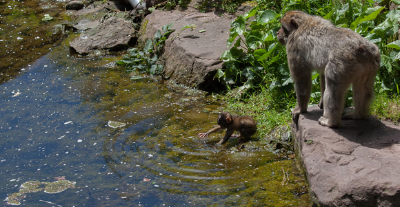 Barbary macaque @ Montagne des SingesJune 08, 201219