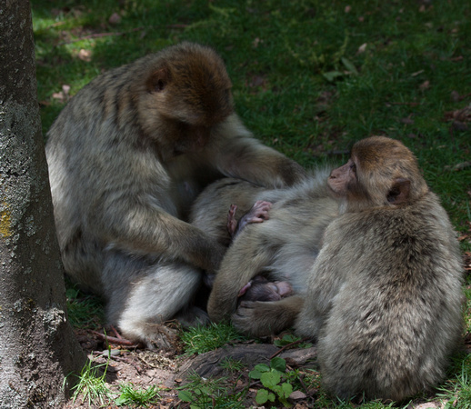 Barbary macaque @ Montagne des SingesJune 08, 201220
