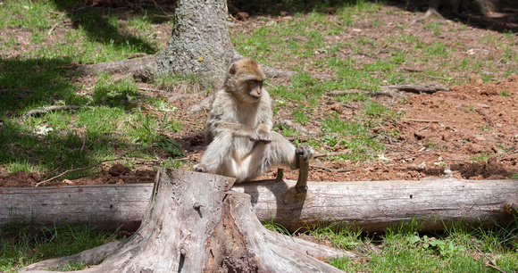 Barbary macaque @ Montagne des SingesJune 08, 201221
